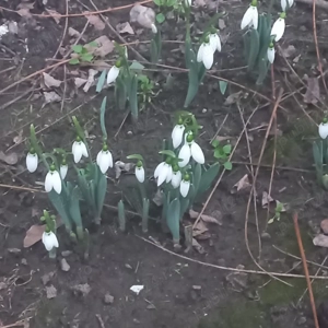 teren intravilan la Păuliș