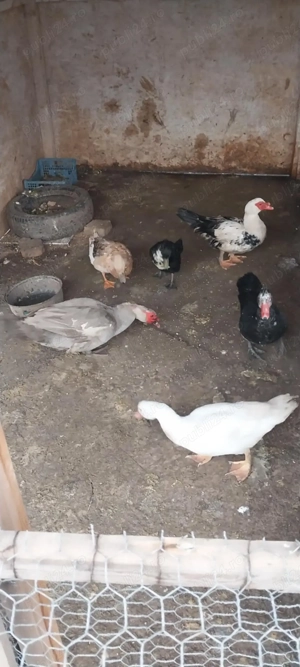 Vand rate romanesti si lesesti  - imagine 2