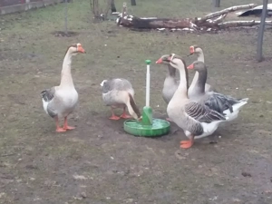 Vand gascani americani - imagine 3