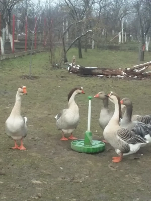 Vand gascani americani