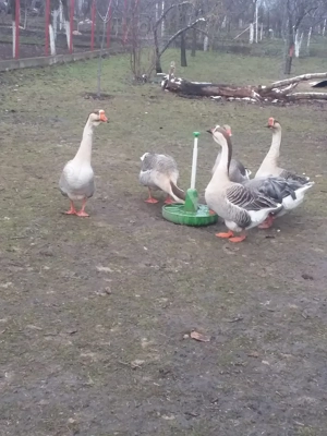 Vand gascani americani - imagine 4