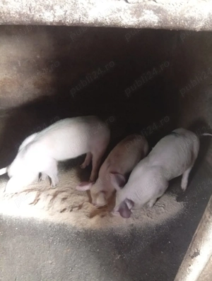 vand purcei  - imagine 2