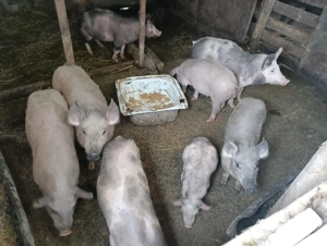 Vând purcei de carne...rasa buna....comuna Tudor Vladimirescu Brăila....preț 500 lei bucata....