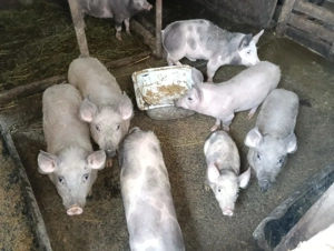 Vând purcei de carne...rasa buna....comuna Tudor Vladimirescu Brăila....preț 500 lei bucata.... - imagine 2