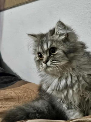 Motan Silver Shaded - imagine 2