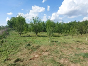 Livadă, teren intravilan 2300mp in sat Bucium jud. Brașov  - imagine 5