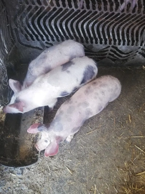 De vânzare  - imagine 2