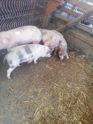 De vânzare  - imagine 3