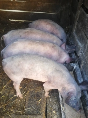 Se vindeee - imagine 2