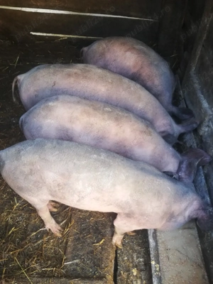 Se vindeee - imagine 3