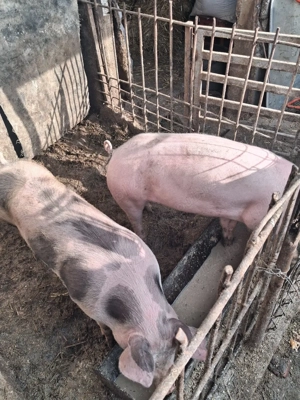 de vanzare - imagine 3