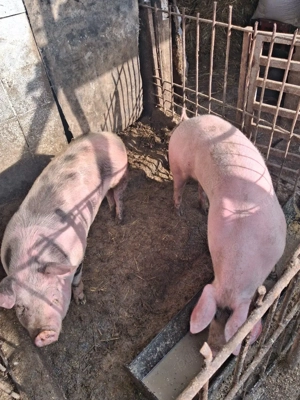 de vanzare - imagine 4