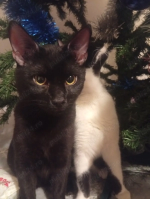 Pisicuțe pentru apartament  - imagine 2