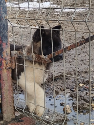 Akita american la oferta azi - imagine 2