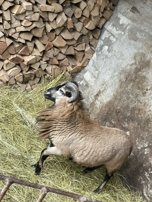 Vand oi de Camerun(berbecut) - imagine 2