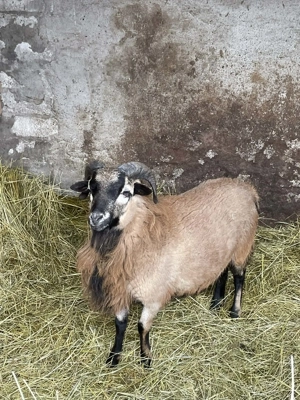 Vand oi de Camerun(berbecut)