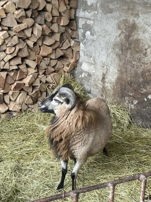 Vand oi de Camerun(berbecut) - imagine 3