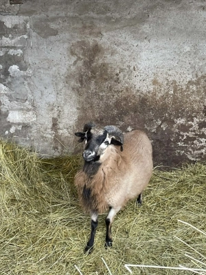 Vand oi de Camerun(berbecut) - imagine 4