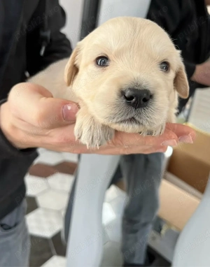 Pui Golden Retriever - imagine 2