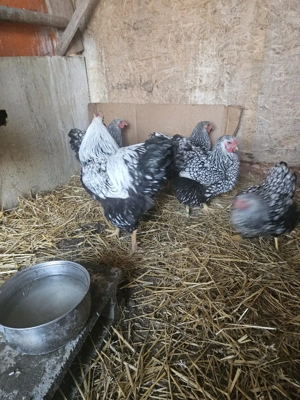 vand gaini wiandote argintiu - imagine 3