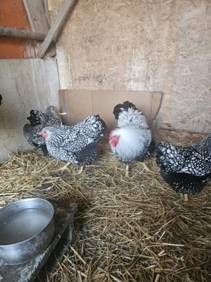 vand gaini wiandote argintiu - imagine 2