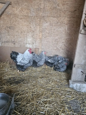 vand gaini wiandote argintiu - imagine 5