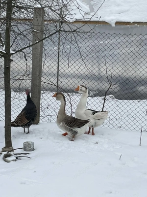 Vand 2 gaste - imagine 3