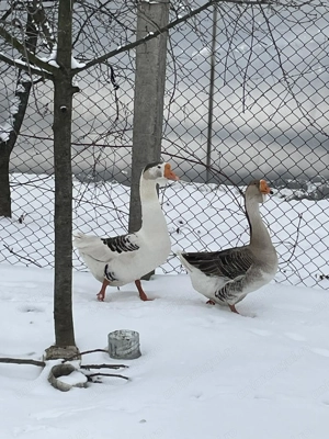 Vand 2 gaste - imagine 4