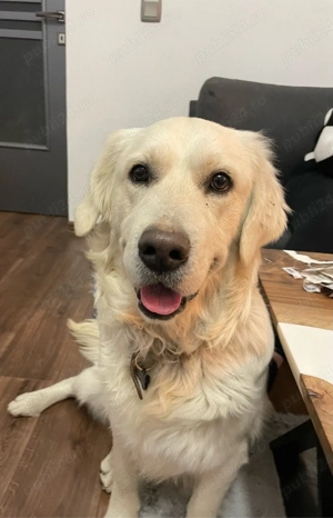 Pui Golden Retriever - imagine 5
