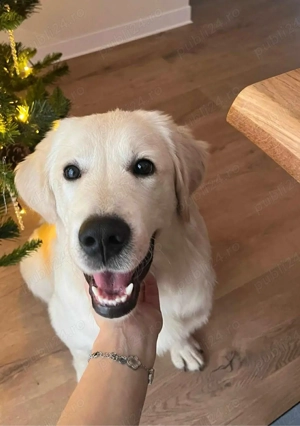 Pui Golden Retriever - imagine 3