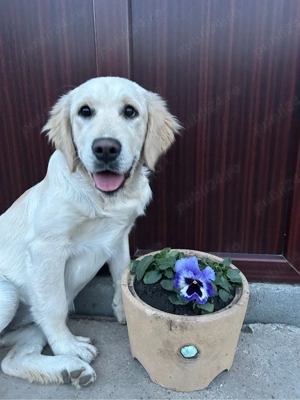 Pui Golden Retriever - imagine 4