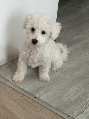 bishon frise  - imagine 4