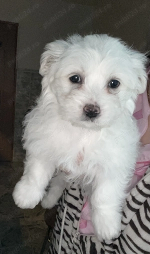 Vand bichon maltez URGENT