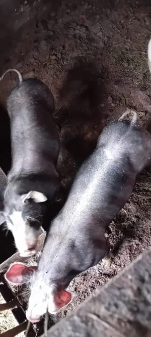 vand soldani - imagine 3