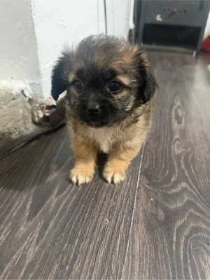 catei de vanzare  - imagine 2