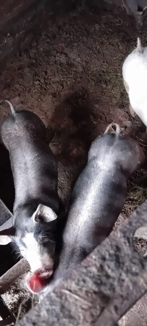 vand soldani - imagine 2