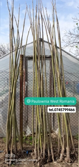 Direct din pepinieră,copăcei și butași Paulownia,soiuri cu creștere rapidă,3-5m an,trimitem oriunde 