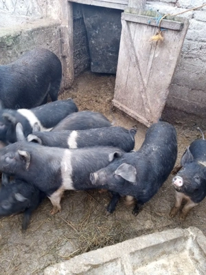 Vând soldani intre 14 si 17 săptămâni  - imagine 4