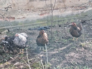 oua de gaina pt incubat - imagine 2