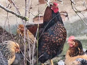 oua de gaina pt incubat