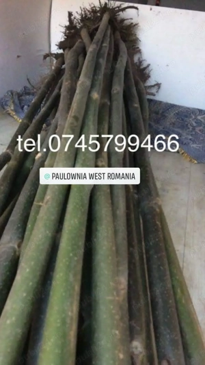 Copăcei si butași Paulownia,creștere rapidă,3-5 m an,direct din pepinieră