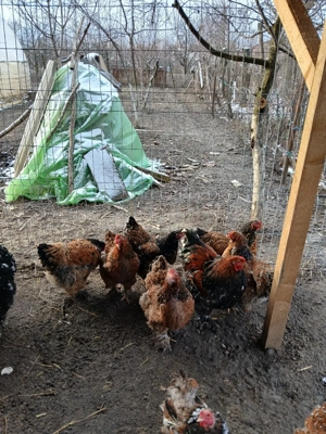 oua brahma portelan - imagine 3