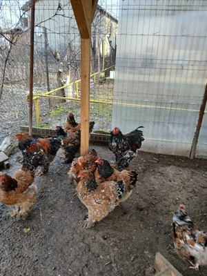 oua brahma portelan - imagine 2