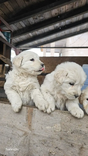 Golden retriever  mascul - imagine 4