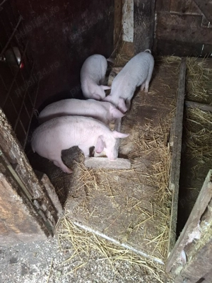 vand purcei  - imagine 2