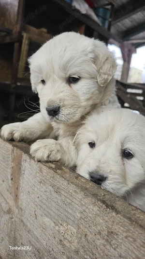 Golden retriever  mascul - imagine 5