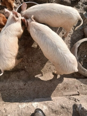 vand porci  - imagine 4