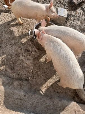 vand porci  - imagine 3