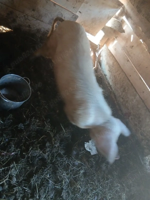 vand porc  - imagine 2