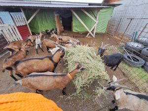 Capre Alpine Franceze - imagine 2